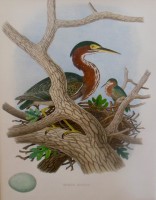  Edwin Sheppard, "Green Heron, Nest, and Eggs," 1882