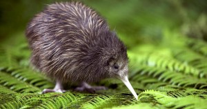 Kiwi